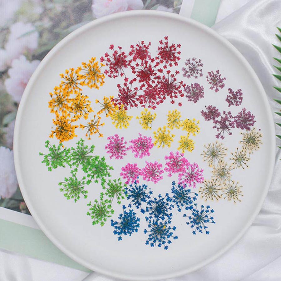 Body Jewelry Display Case - Ammi Majus-flores prensadas y secas, herbario