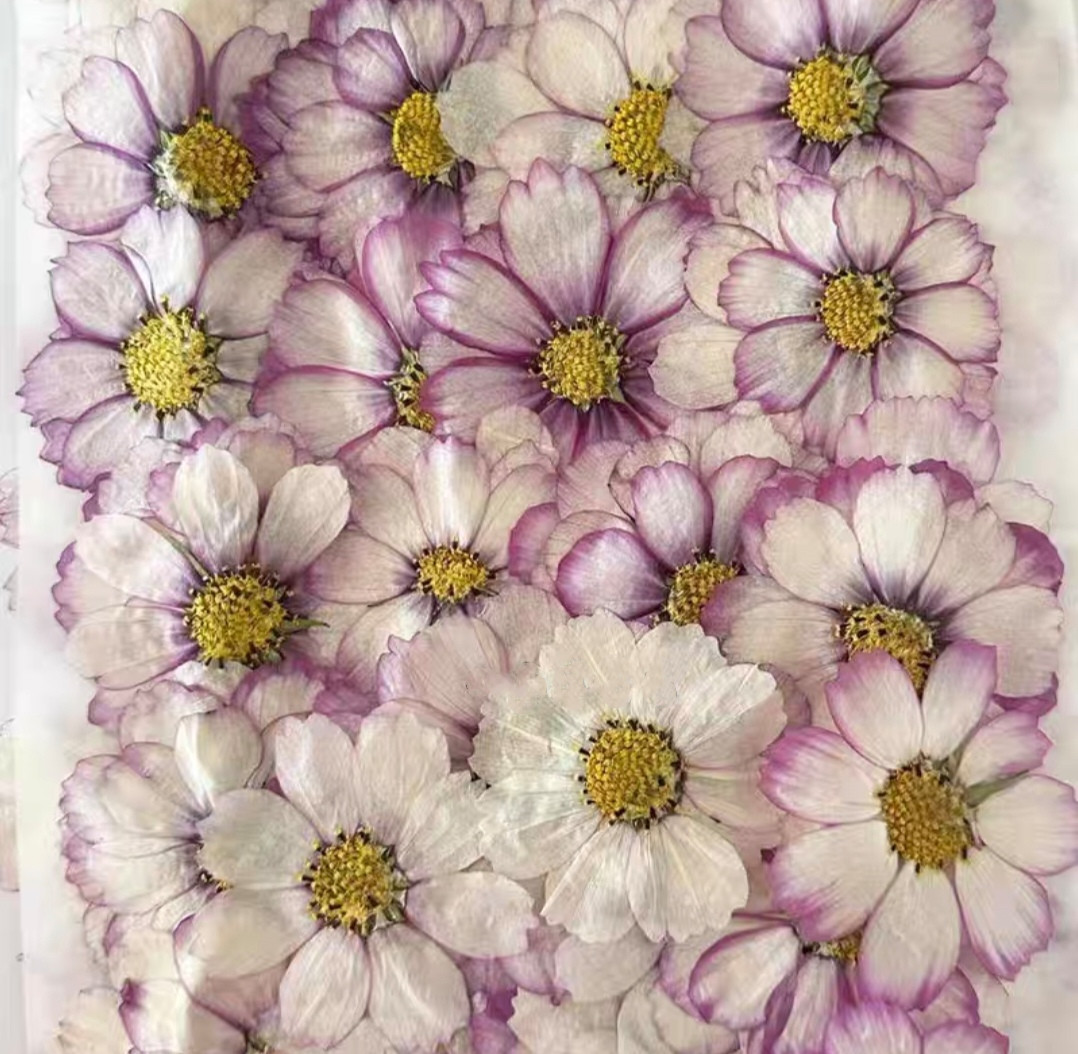 Herbario de plantas de flores  - Body Jewelry Display Case reseña y precio
